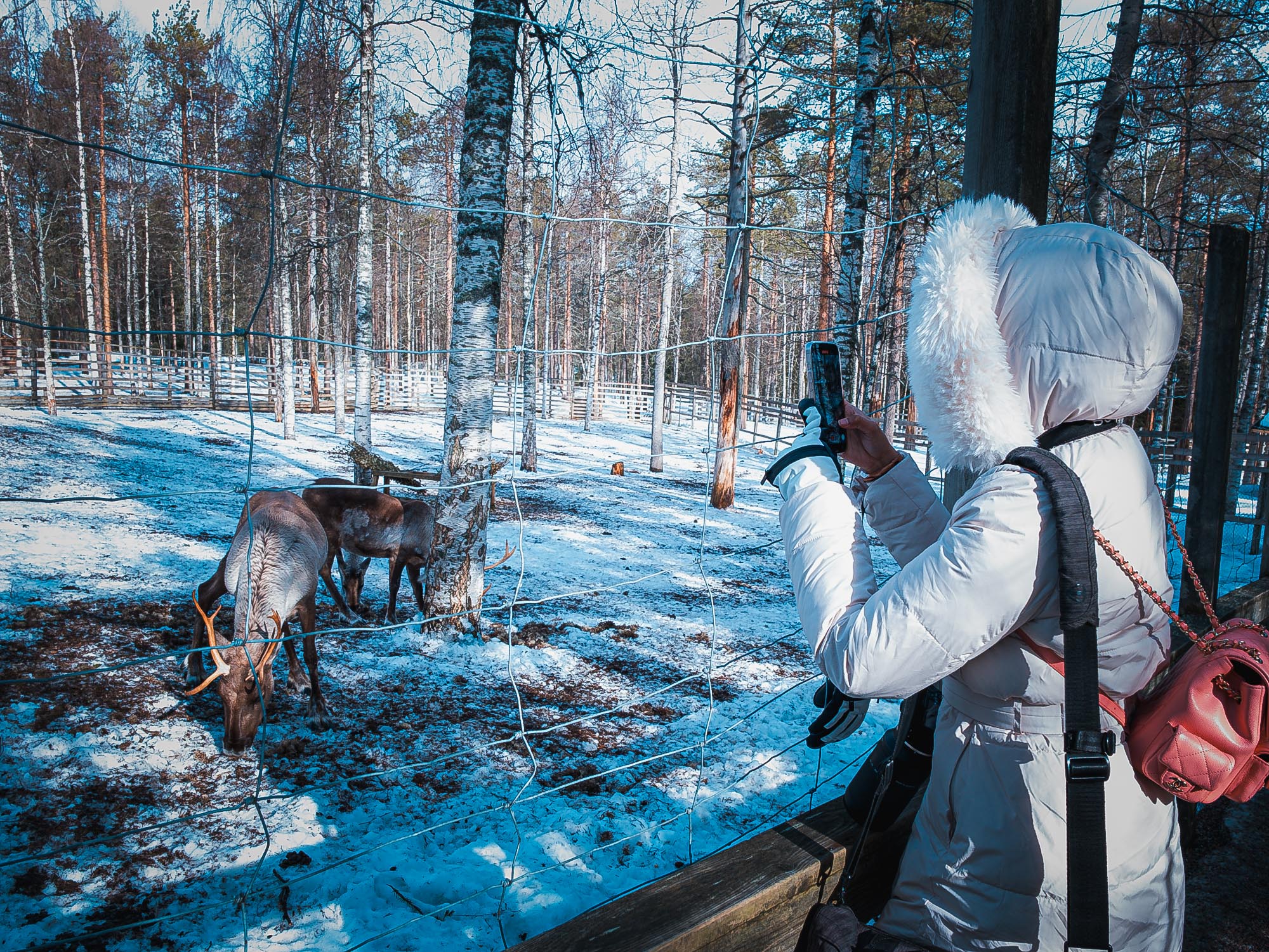 ScandiXplore in Lapland and Porto
