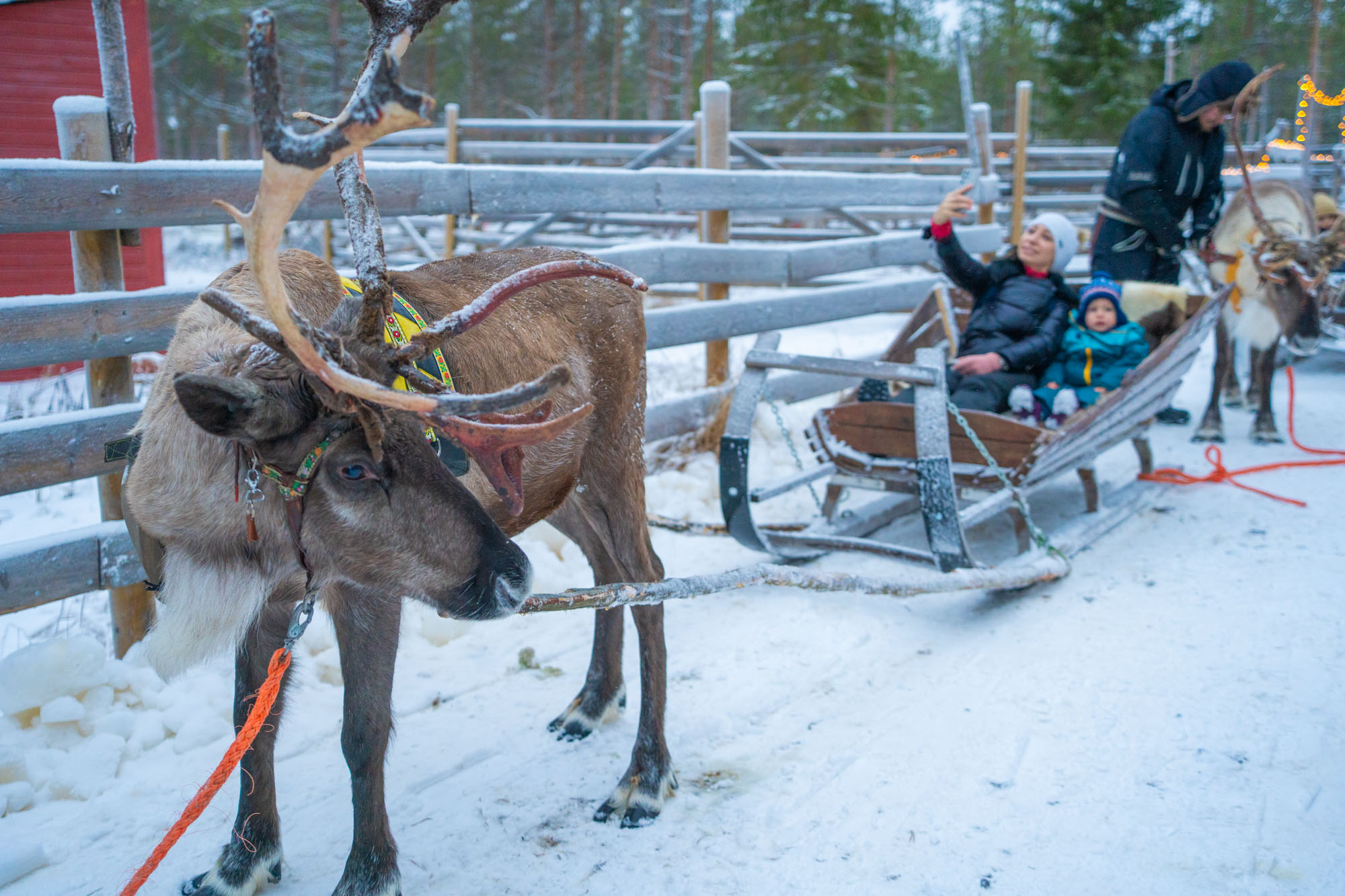 Bespoke Lapland Days