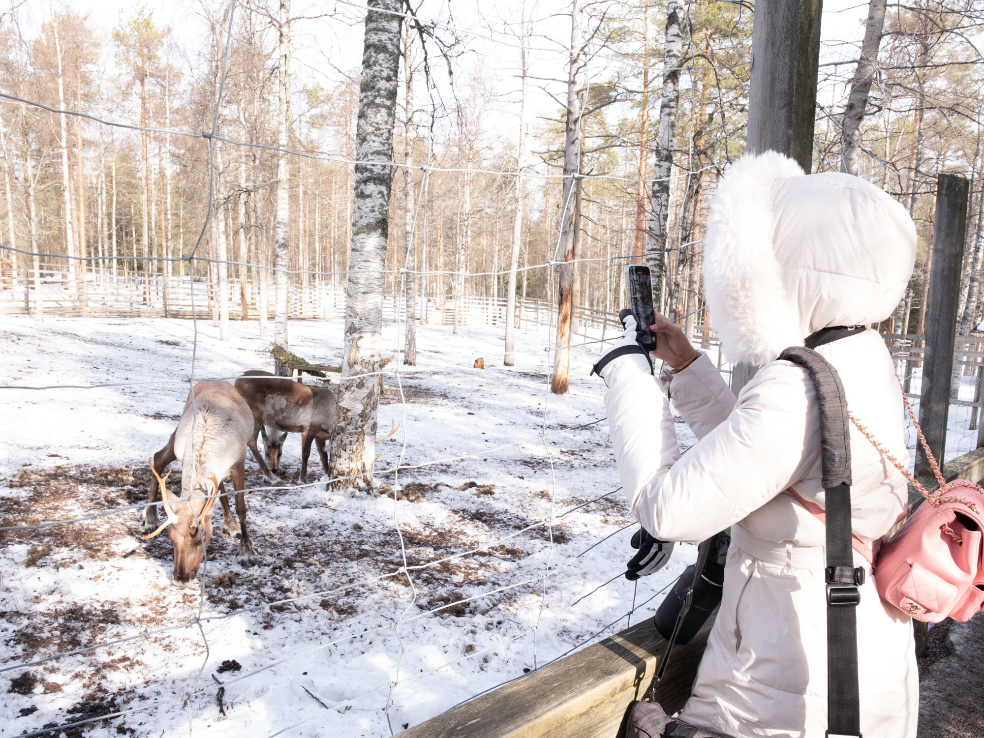 Ranua Wildlife Park & Northern Lights