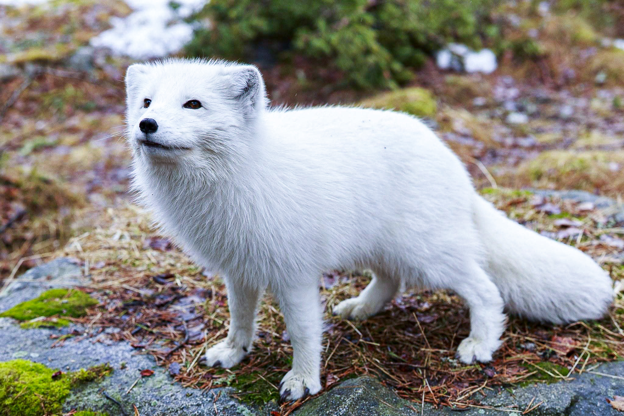 Ranua Wildlife Park & Northern Lights