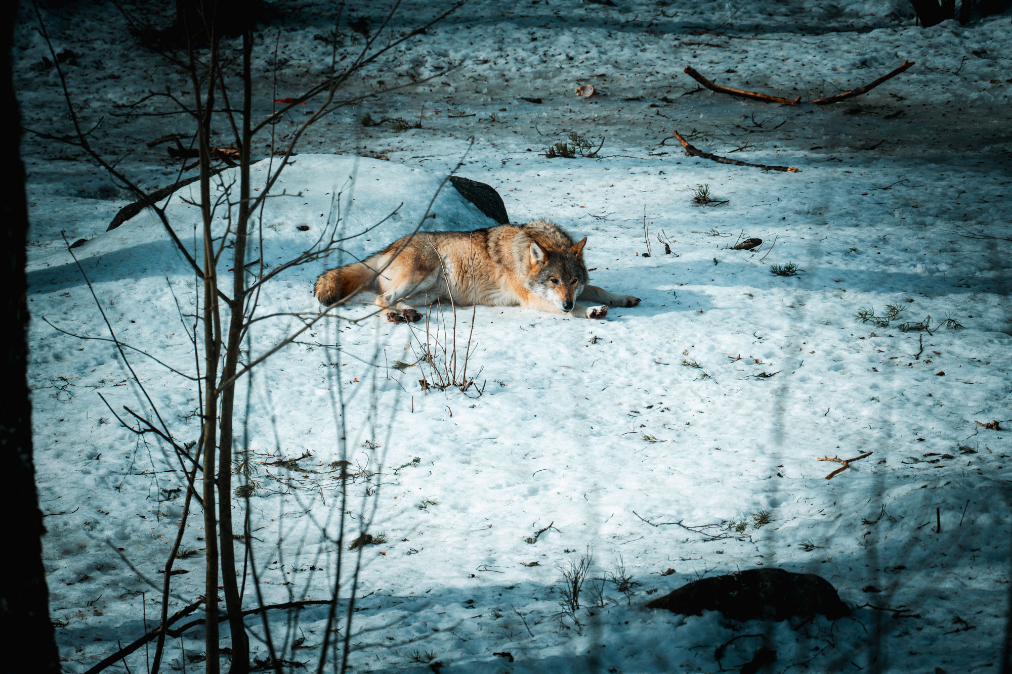 Ranua Wildlife Park & Northern Lights